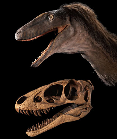 'Tiny T-rex' Raptorex kriegsteini
