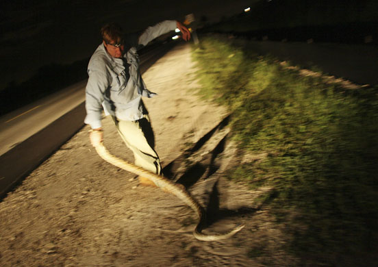 24 hours in pictures: florida snake hunter 