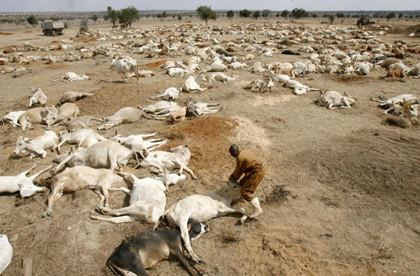 24 hours in pictures: A worker tries to lift up a drought-stricken cows