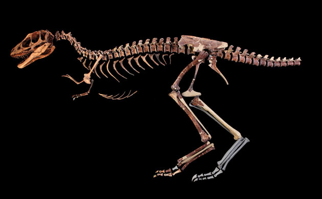'Tiny T-rex' Raptorex kriegsteini
