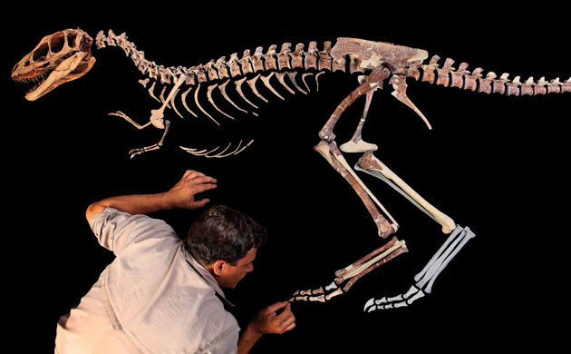 'Tiny T-rex' Raptorex kriegsteini