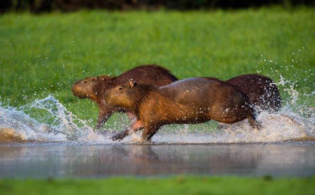 The Art of Thriving: Capybaras is world's Biggest Rodent, Rio Negro, Pantanal