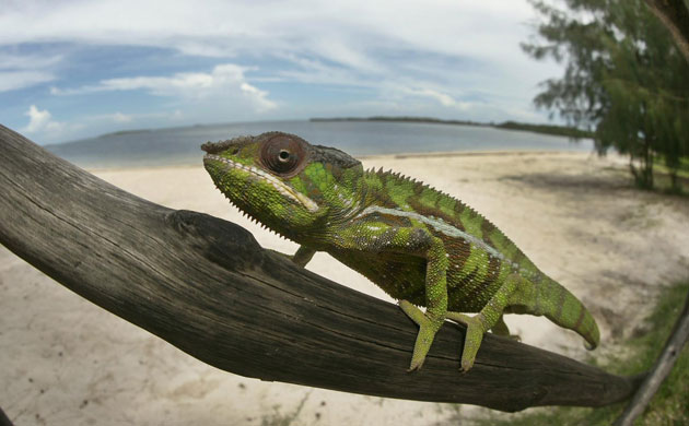 The Art of Thriving: The panther chameleon (Furcifer pardalis) of Madagascar