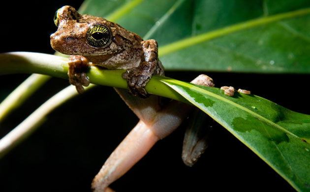The Art of Thriving: slender legged treefrog, while known to be a Osteocephalus