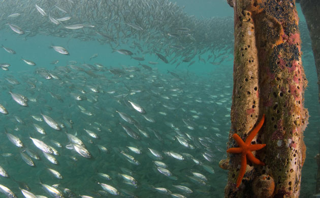 The Art of Thriving: Pink anemonefish,  Raja Ampat, Papua, Indonesia