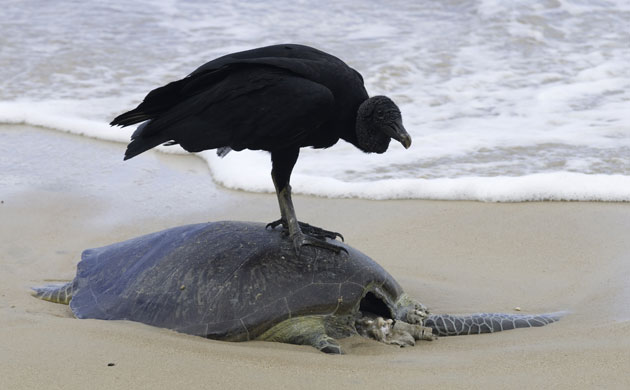 The Art of Thriving: A vulture sits atop a green sea turtle (Chelonia mydas) carcass