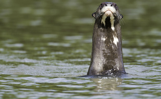 The Art of Thriving: The giant otter, the Pantanal marshlands, Brazil
