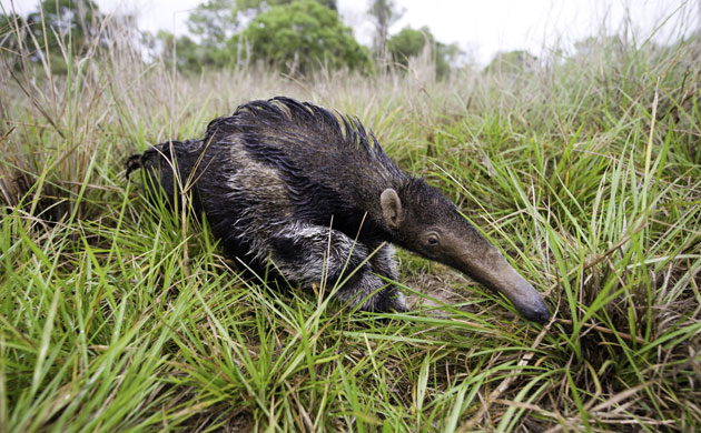 The Art of Thriving: The giant anteater, Pantanal, Brazil