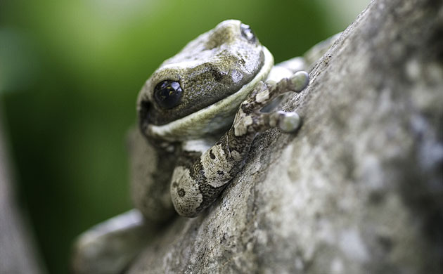 The Art of Thriving: The marbled tree frog Fazenda Rio Negro, Brazil, Pantanal