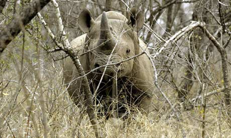 black male dating. A black male rhinoceros is seen at a game farm in Malelane, South Africa 