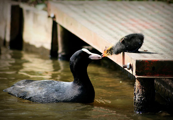 In Pictures: Nurture: Andrew Hill