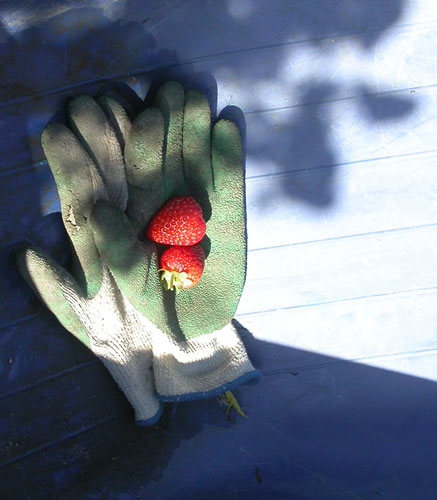 In Pictures: Nurture: Anne Hutchison