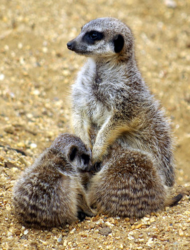 In Pictures: Nurture: Ian Nolan