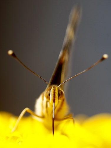 24 hours in pictures: A painted lady butterfly feeds from a flower Oregon