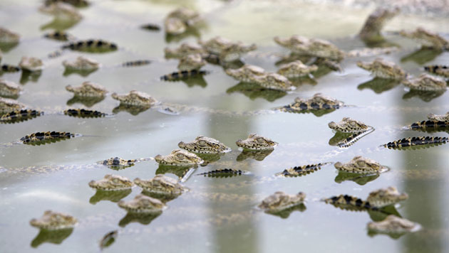 24 hours in pictures:  Baby crocodiles swim at Cuba farm 
