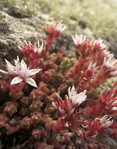 Lundy Island: Stonecrop (Sedum caeruleum) in flower