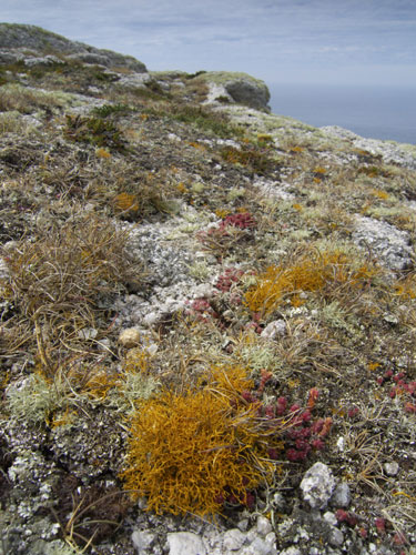 Lundy Island: Golden hair lichen (Teloschistes flavicans)