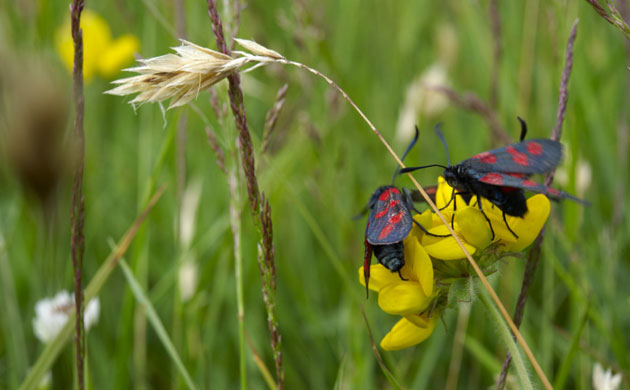 Lundy Island: Five and six spot burnets