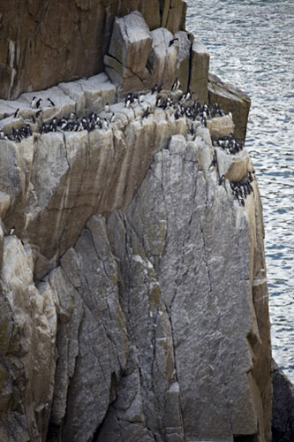 Lundy Island: Guillemots (Uria allge) on the rock stacks