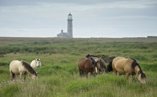 Lundy Island: Lundy