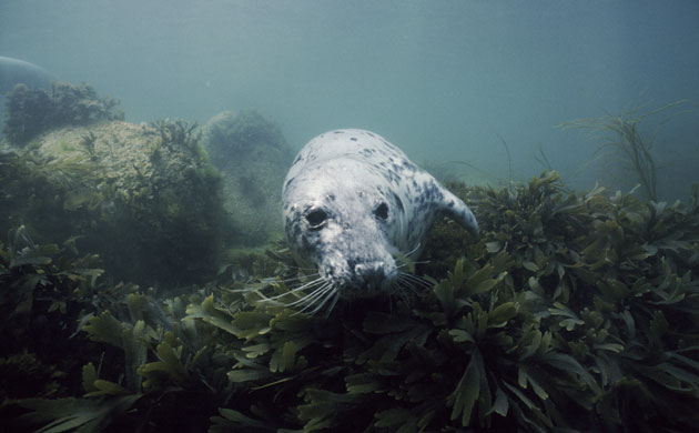 Lundy Island: GREY SEAL