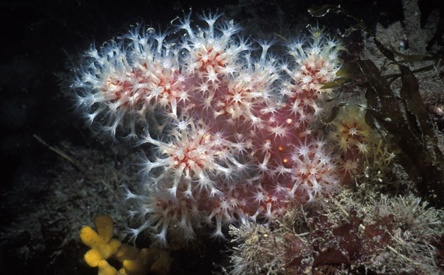 Lundy Island: Marine Wildlife: A colony of red sea fingers (or red fingers) 