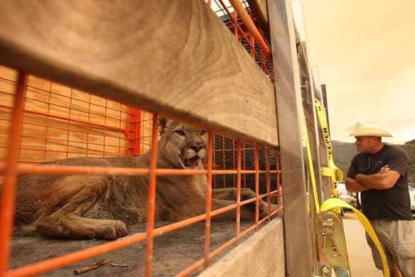 Wildfires California: The Station Wild Fire Spreads To Over 100,000 Acres North Of Los Angeles