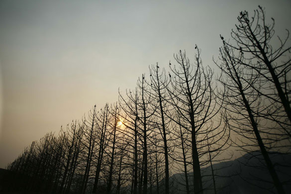 24 hours: Trees that burned in a wildfire in Tujunga, Los Angeles