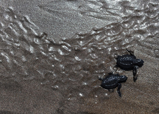 24 hours in pictures: Baby Golfina Turtles make their way to the sea in El Salvador