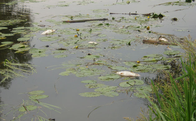 State of English rivers: River Trent pollution