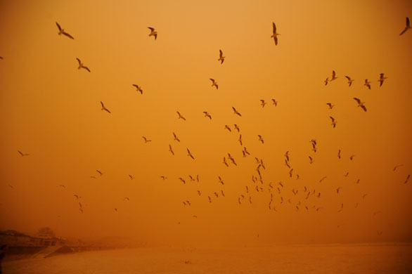 Sydney dust storm: Seagulls take flight in the high winds at Bondi Beach
