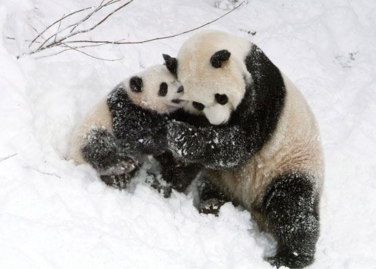 Panda for G2: GIANT PANDA CUB AT THE SMITHSONIAN NATIONAL ZOO IN WASHINGTON  IN THE SNOW