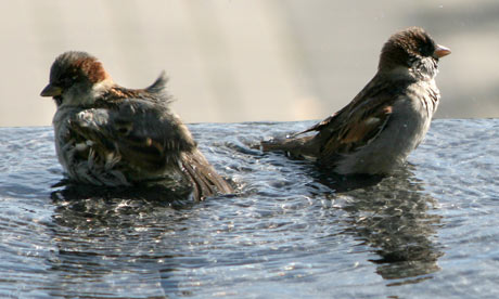 Sparrows take a cool bath in a fountain, in Bremerton
