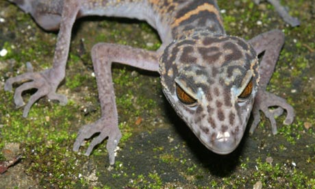 Cat Ba leopard gecko discovered in the Greater Mekong River region, Vietnam