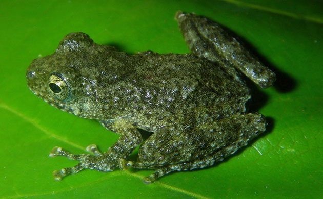 Mekong new species: Rough-coated tree frog, Vietnam