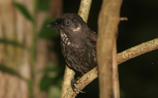 Mekong new species: Nonggang babbler bird , China