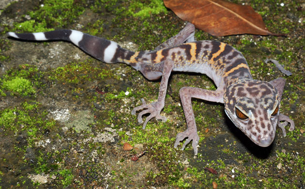lavender tangerine leopard gecko