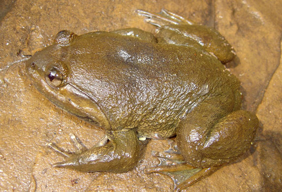 Mekong new species: Khorat big-mouthed frog Thailand in the Greater Mekong River region