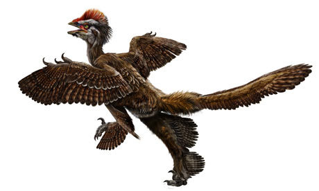 Feathered dinosaur Anchiornis huxleyi