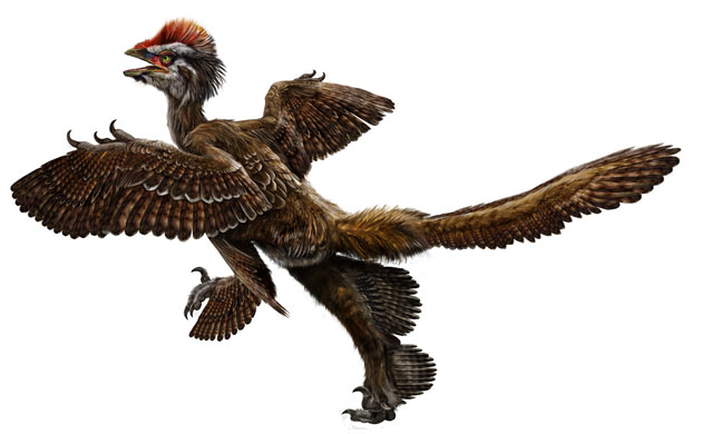 Feathered-dinosaur-Anchio-009.jpg