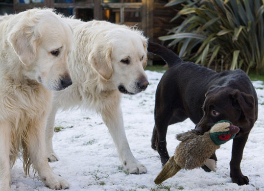 Dog photographer: Dog photographer of the year 2009
