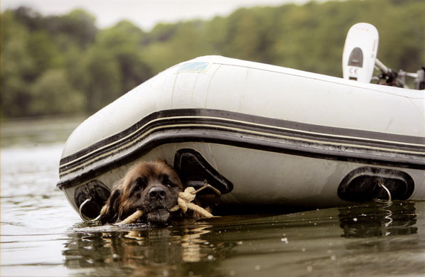 Dog photographer: Dog photographer of the year 2009