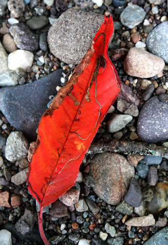 In Pictures: Fall: Matthew Reid