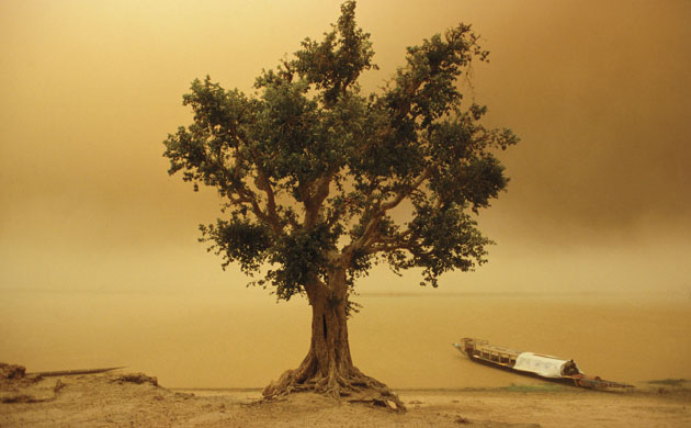 Dust storm: Tree in Sand storm on Niger River
