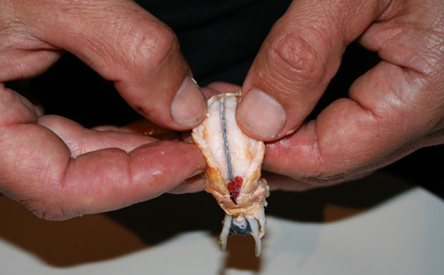 Fishing Crayfish: George Monbiot : How to catch, prepare and cook  invasive crayfish