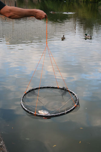 Fishing Crayfish: George Monbiot : How to catch, prepare and cook  invasive crayfish