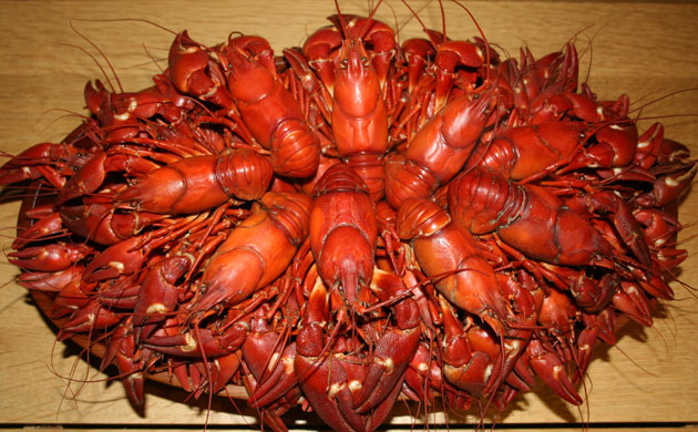 Fishing Crayfish: George Monbiot : How to catch, prepare and cook  invasive crayfish