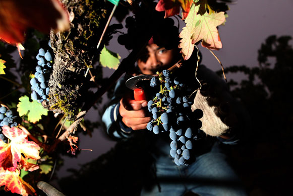 24 hours in pictures: St. Helena, California, USA:  Vineyard worker cuts zinfandel grapes