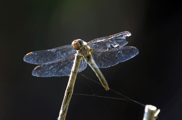 24 hours in pictures: Studencice, Slovenia: A dragonfly sits on a twig
