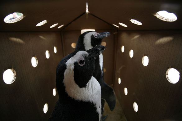 24 hours in pictures: Cape Town, South Africa: Rehabilitated African Penguins await their release